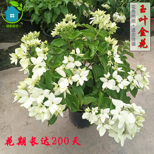 白粉玉叶金花f鲜花盆栽四季开花多年生植物花园耐阴耐热净化空气