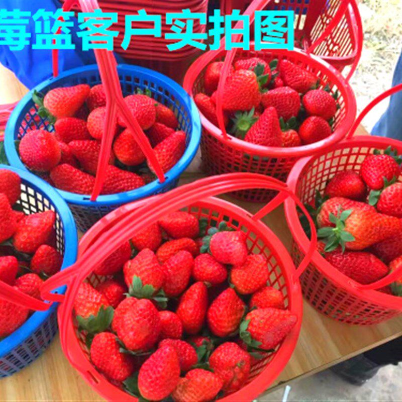 草莓篮采摘d篮手提篮圆篮2-5斤圆筐杨梅篮包邮水果篮子葡萄采摘篮