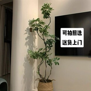 鸭脚木一物一拍客厅大盆栽办公室内大型绿植好养植物鸭Z掌木吸甲