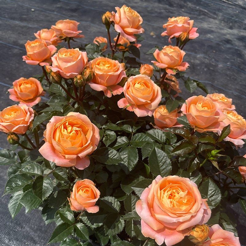 惠惠的花园 灌木月季飞橙四季丰花橙色包子庭院阳.台盆栽玫瑰,鲜花速递/花卉仿真/绿植园艺,月季/蔷薇/玫瑰,淘宝优惠券,粉丝福利购,淘宝优惠卷