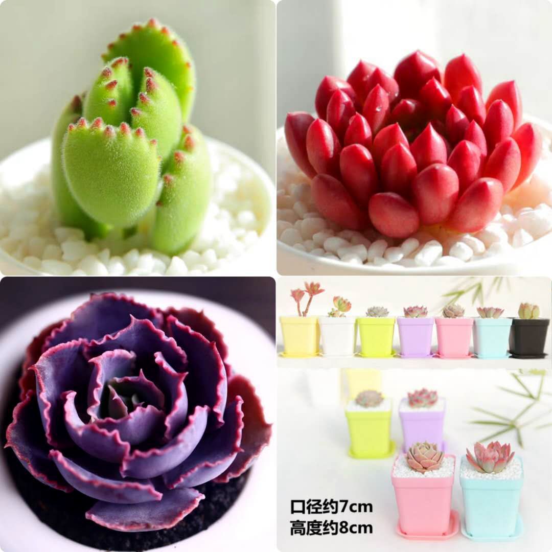 桌面摆设ins网红喜阳耐晒适合懒人养的植物贵货多肉小苗带盆土发