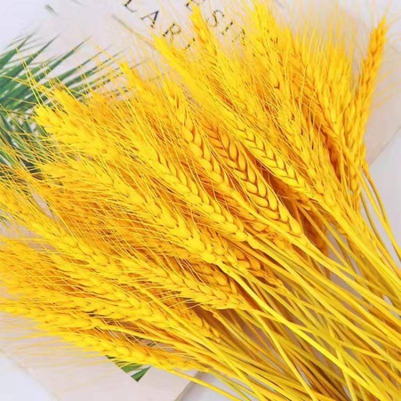 黄金麦穗天然干花开业乔迁大麦田园精品花束装饰摆件拍摄道具真花