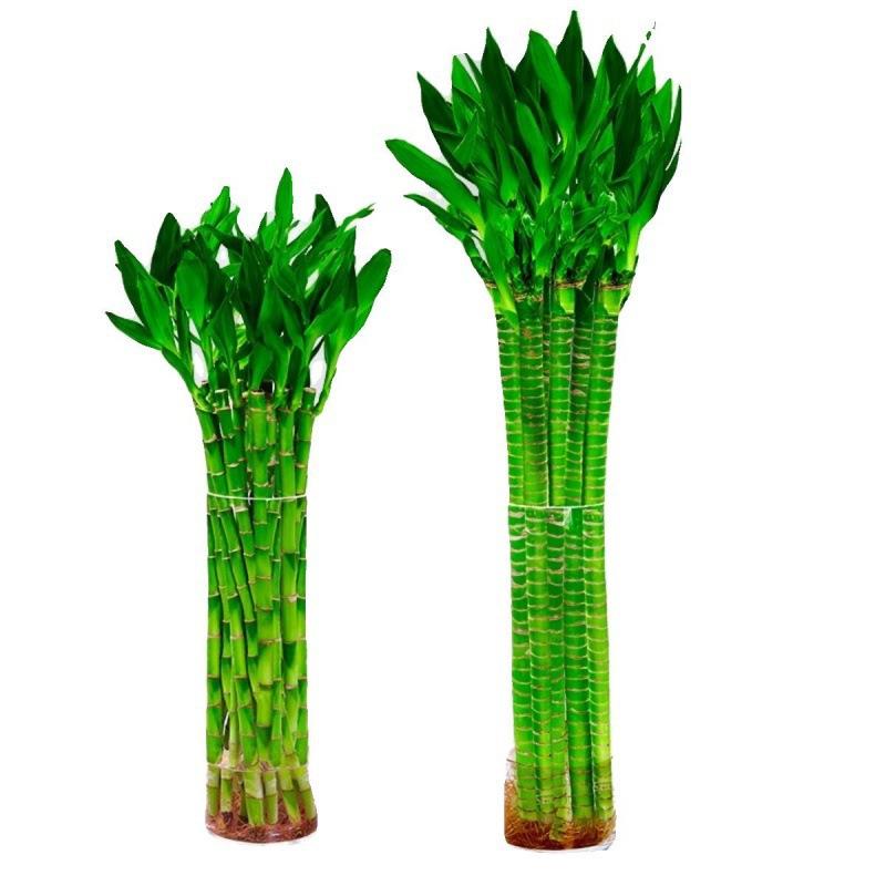 文昌竹龙竹支带根水养富贵转运竹节节高水培植物室内客厅植物