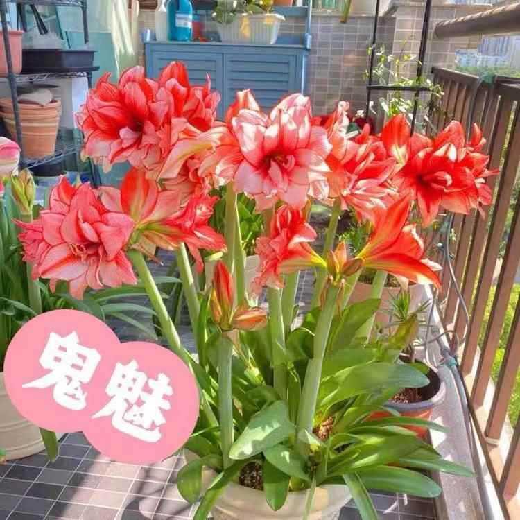 【带芽发货】现货荷兰进口朱顶红注定红重瓣大球盆栽庭院四季开花