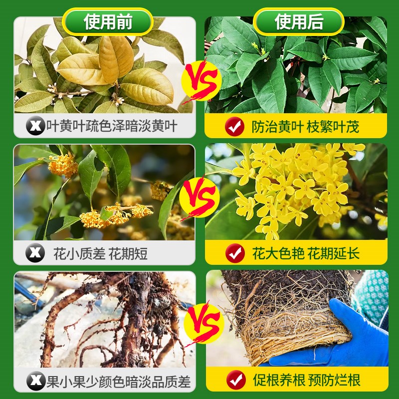 桂花树肥料专用肥营养液植物枯叶病叶子焦尖移栽通用金桂银桂花肥