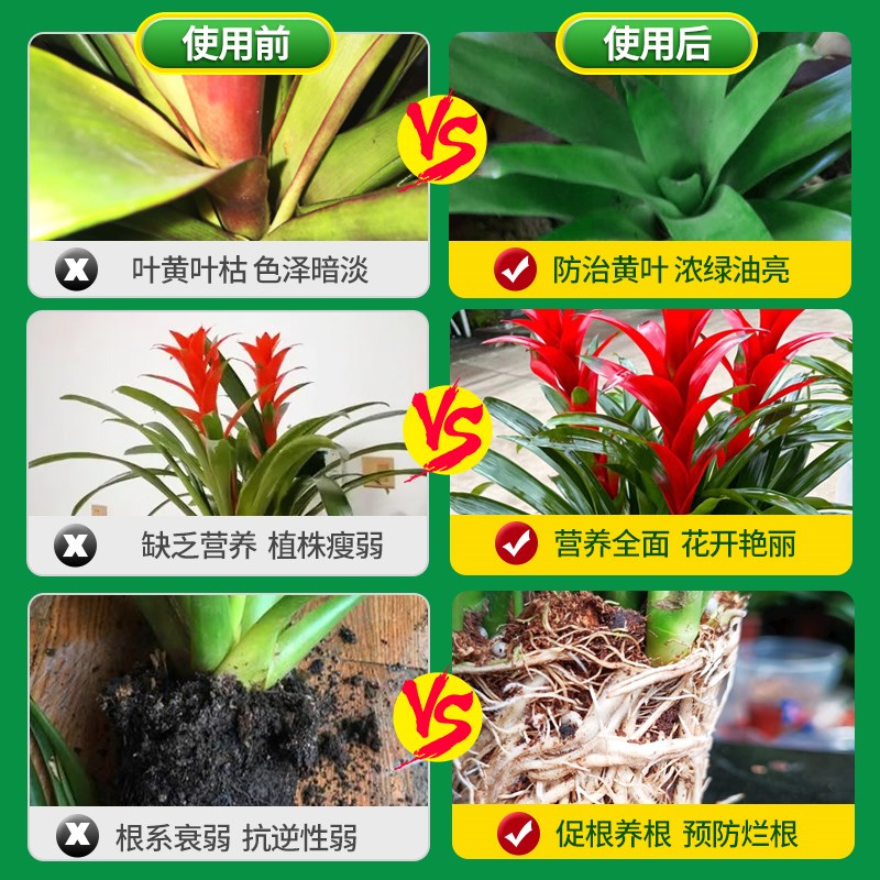 鸿运当头肥料专用营养液室内凤梨花盆栽促开花防治黄叶浓缩液体肥