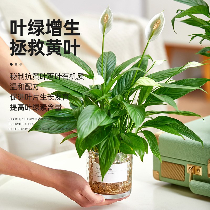 水培植物营养液通用型富贵竹绿萝鲜花专用型家用盆栽绿植液体肥料