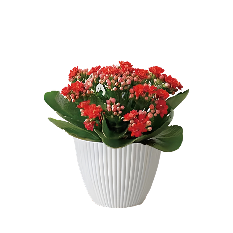 重瓣长寿花盆栽大花室内植物花苗绿植好养易活四季开花耐寒花卉