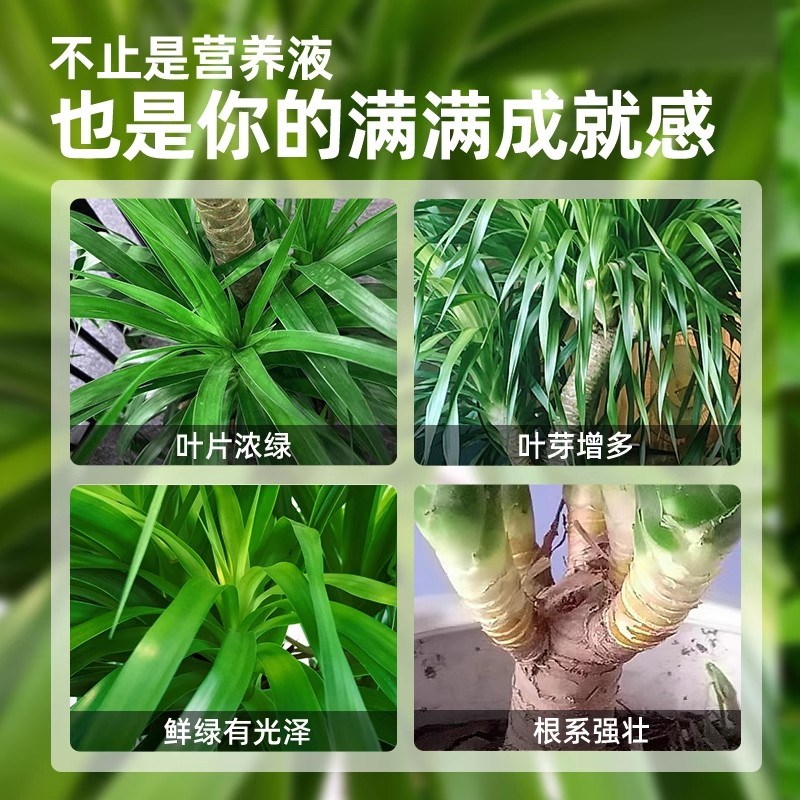 龙血树营养液专用肥水培室内绿植盆栽通用型植物花卉肥料防治黄叶