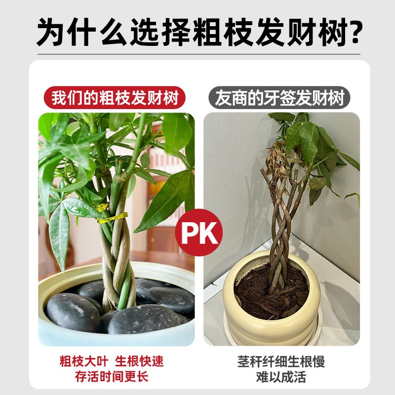 五编发财树小盆栽专用营养液客厅办公室摆件盆景花盆旺宅树大绿植