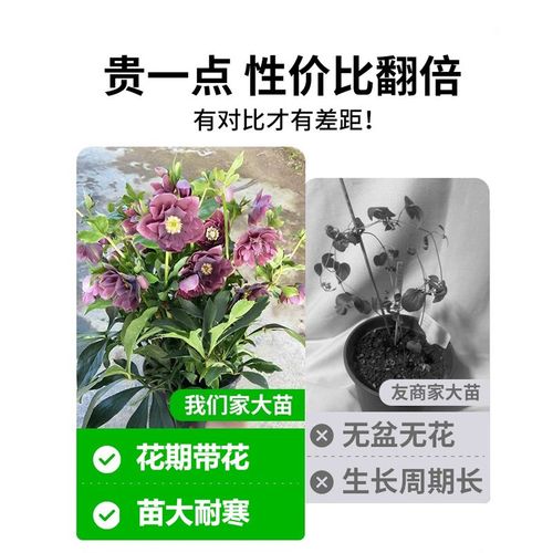 铁筷子花苗盆栽阳台客厅室内花卉绿植冬季开花耐寒抗冻植物好养活