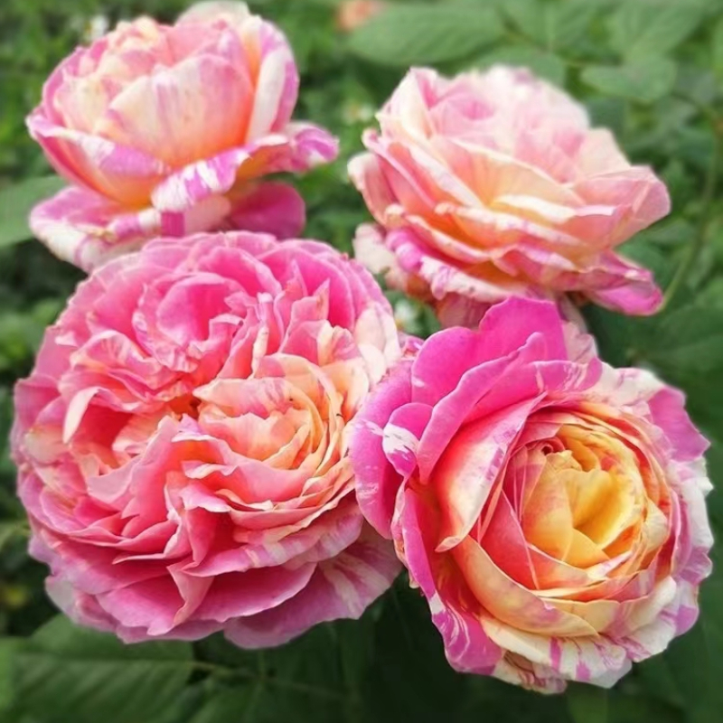 法国克劳德莫奈月季花苗夏季耐晒四季开花条纹玫瑰带花大苗