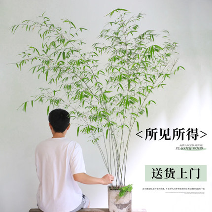 竹子盆栽室内客厅真树大型绿植落地大花盆四季常青好养盆景禄植物