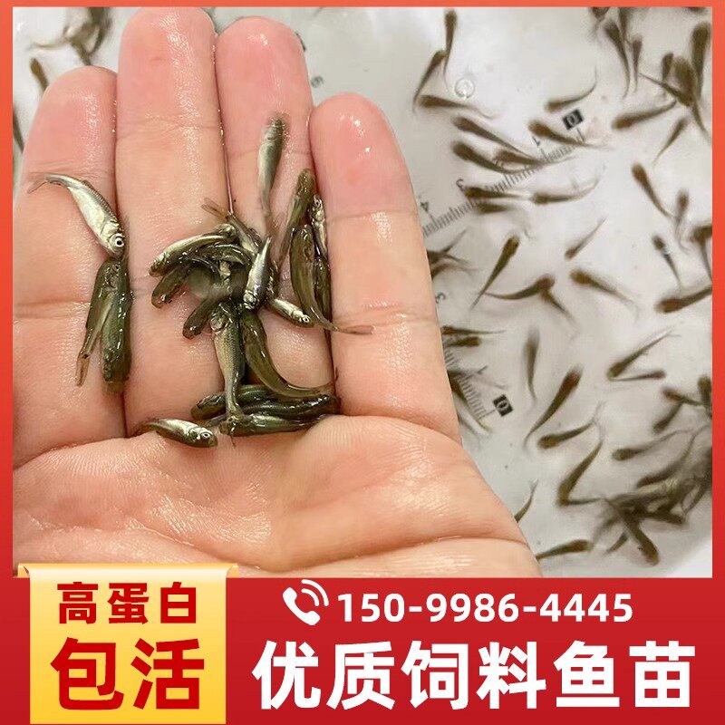 喂龙鱼喂龟喂鱼食蚊鱼练手鱼饲料鱼活体淡水草鱼饵料鱼