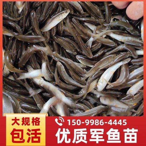 军鱼苗光倒刺鲃淮原生淡水养殖