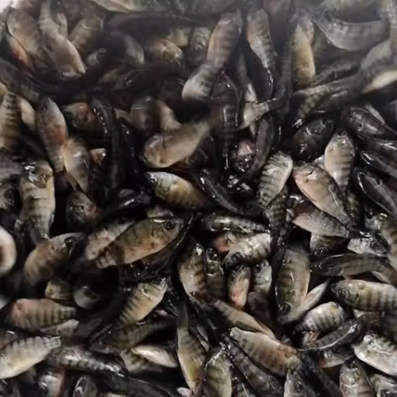 罗非鱼苗 福寿鱼 脆肉罗非鱼苗 新吉富罗非鱼 海南一号罗非淡水苗