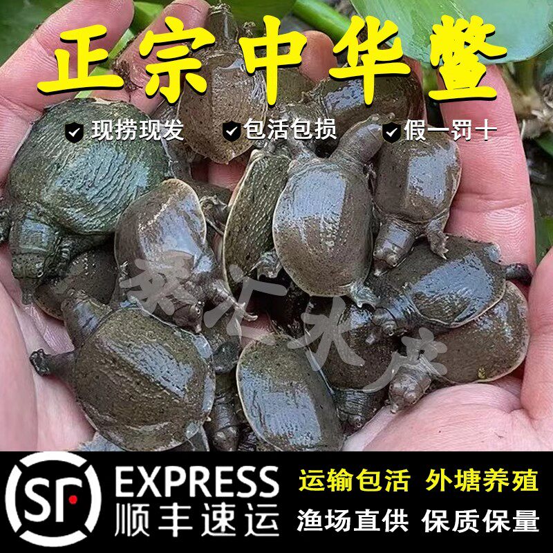 小甲鱼幼苗活体外塘生态养殖
