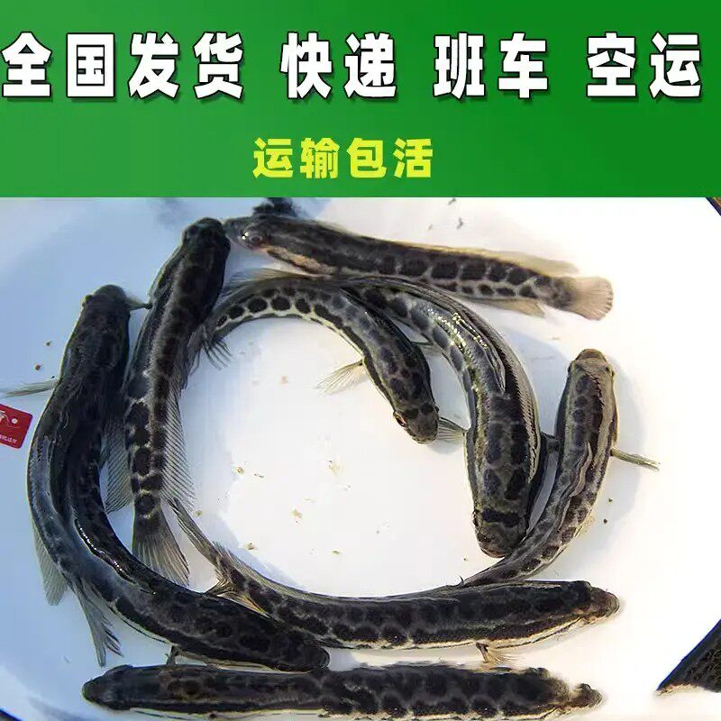 黑鱼鱼苗好养食用鲜活乌鳢生鱼