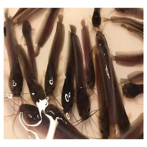 正宗本地塘娘鱼苗塘角鱼苗