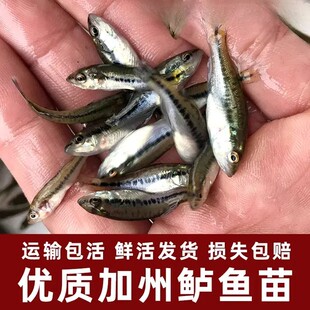加州鲈鱼苗淡水鲈鱼大口黑鲈路亚台鲈优鲈淡水冷水高密度养殖鱼苗