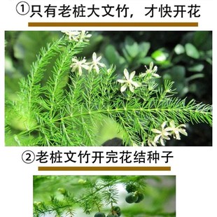 大文竹绿植客厅大颗好养竹类室内盆栽植物不需要阳光适合放的轻奢