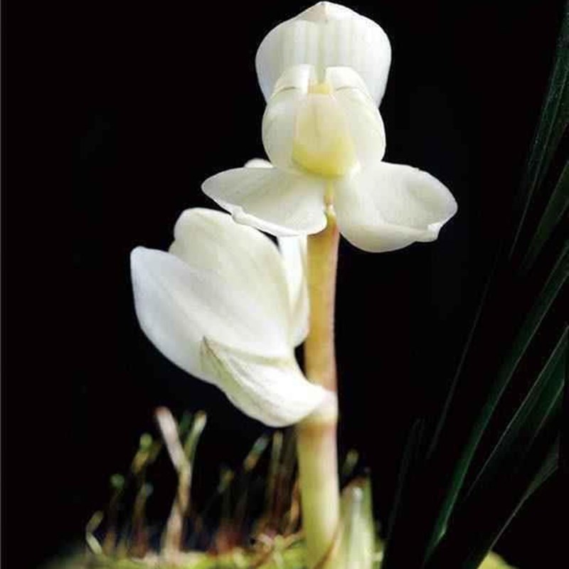 包邮当年开花名品兰花 莲瓣兰素冠荷鼎 浓香阳台客厅庭院花卉绿植