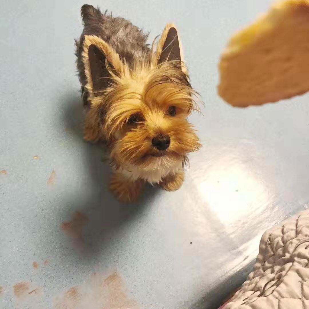 极速小型柯基神器贴柯立耳狗狗基狗柴犬器 矫正立耳立耳法斗耳珠