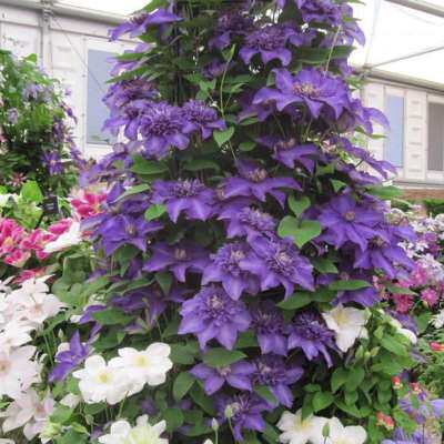 极速包对版紫光铁线莲花苗适合盆地栽耐寒耐热爬藤植物大花重瓣小