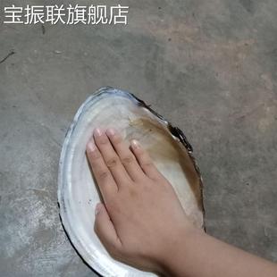 大河蚌壳可做烧烤盘的大河蚌壳原生态河蚌壳纯天然河蚌壳烧烤盘