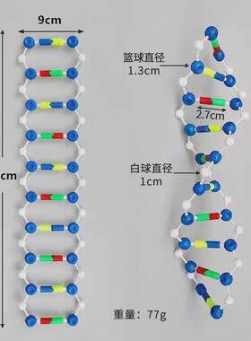 双螺旋结构模型组件小号分子结构模型拼装版遗传基因和变异
