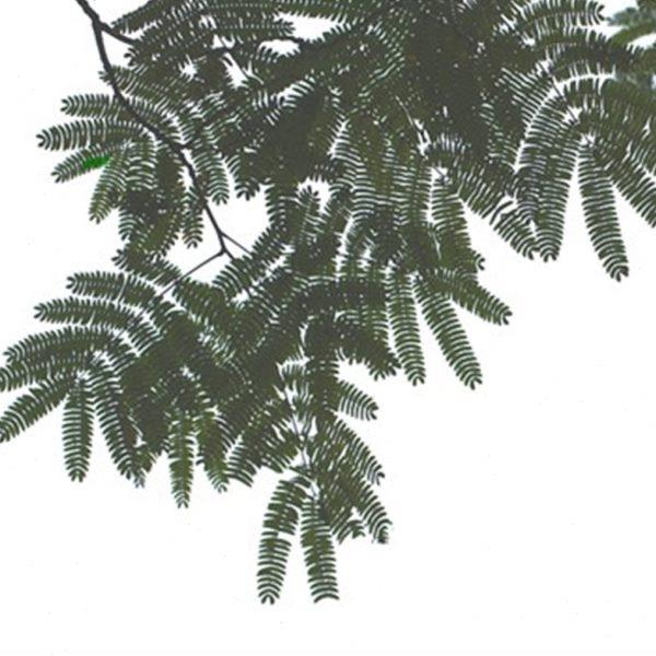 庭院植物合欢树苗金合欢银合欢树苗珍贵名树树苗合欢树苗