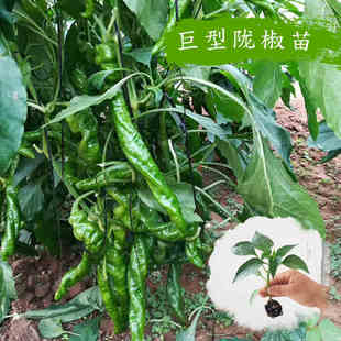 巨型陇椒种子螺丝椒种苗农家种苗大型果辣椒种籽线椒秋冬季 蔬菜苗