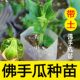 种植佛手瓜苗阳台庭院田园易种植秧苗 高产佛手瓜种苗春季 包邮 夏季