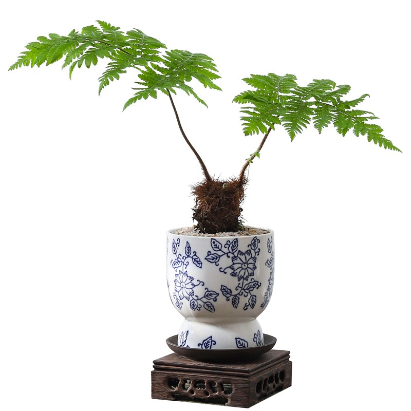 红磷蕨盆栽盆景办公室内桌面蕨类小绿植I好养客厅四季常青盆景植