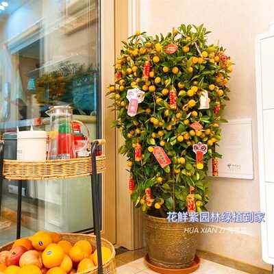 年桔盆栽四季桔朱砂桔带果t年宵大型植物桔子树金桔年橘树客厅公