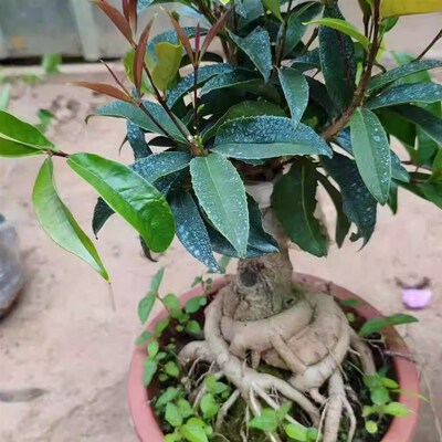 盘根佛顶株红花天香台阁D 造型桂花盆景四季开花