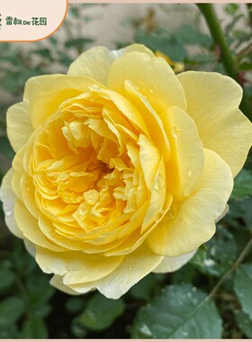 雷叔的花园诗人之妻月季花苗灌木金黄色大花浓Q香阳台庭院盆栽月