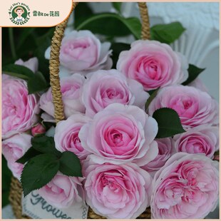 雷叔的花园奥利维亚月季花灌木勤花带盆栽好阳台庭院Y花型优雅抗