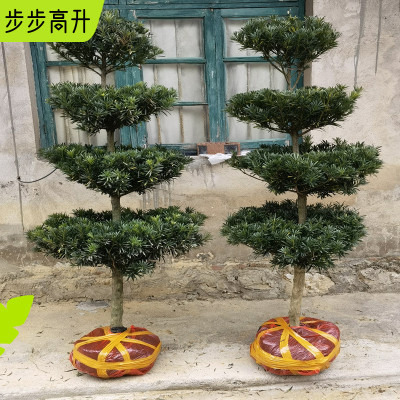 造型罗汉松庭院盆景名贵树小叶雀舌盆O栽绿植老桩松树大型