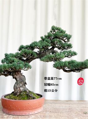 宫岛大阪松杨梅大阪松造型迎客松五F针松金针大阪松桌面阳台盆景