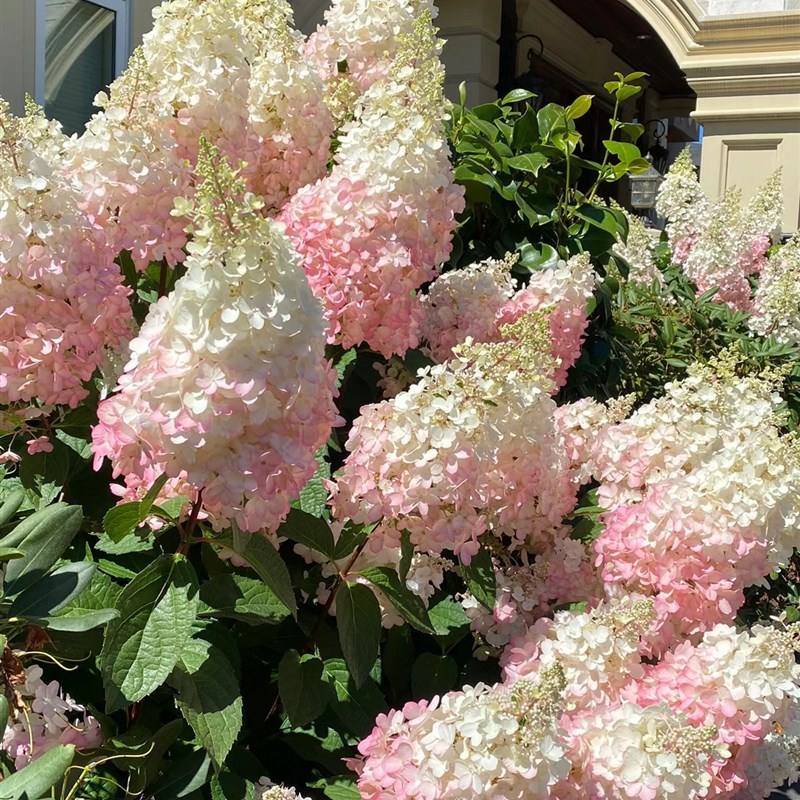 新品圆锥绣球香草升级版O红冰山多季开花
