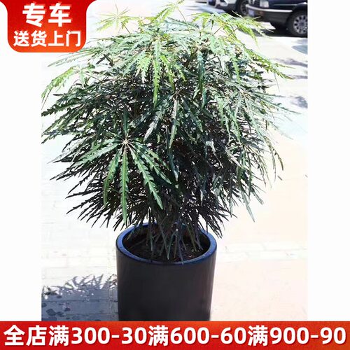 孔雀木盆栽 客厅办公室室内大型植物 吸甲O醛名贵观叶绿植花卉