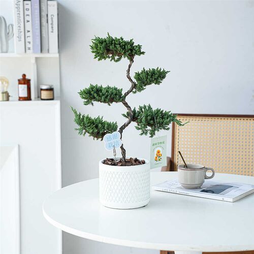 教师节礼物 e塔松室内桌面花卉绿植 好养造型盆栽送老师花束带贺