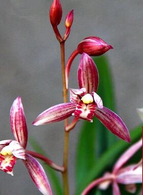 建兰市长红浓香型r兰花卉办公室绿植四季兰花苗