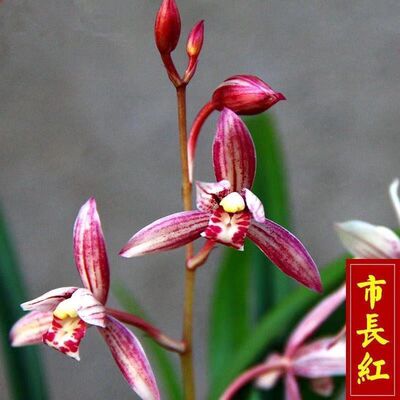建兰市长红浓香型r兰花卉办公室绿植四季兰花苗