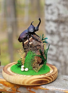 生态甲虫独角h仙标本艺术玻璃罩昆虫微景观桌面展示框摆件手工礼