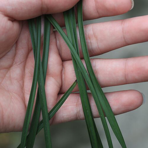维西墨血c墨雪 细叶老种莲瓣兰红舌铭品 高档名贵浓香花卉兰花苗