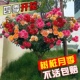 多色树桩月季 阳台l盆栽嫁接独杆特大花苗浓香庭院花卉高杆四季 开