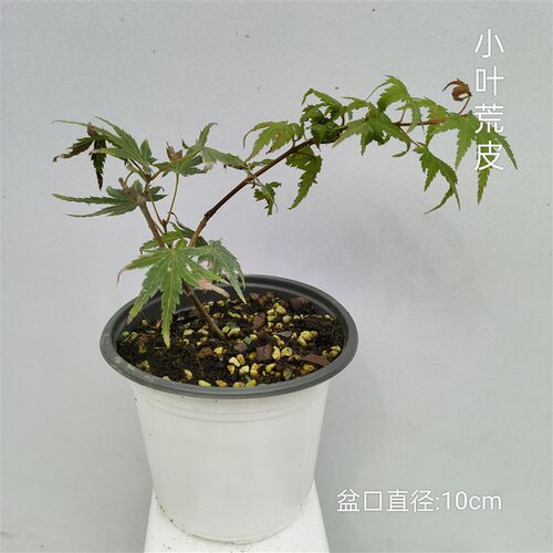 枫树扦插苗泰勒琴姬粉矮人黄金喷泉紫盆K景素材盆栽庭院花园原生