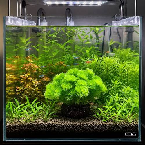 绿菊水草植物真草鱼缸水草造景鱼草缸绿植活净水新手懒人养鱼后景